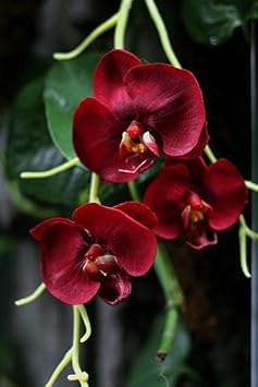 Maroon Phalaenopsis Orchid Flower Seeds - 100 pcs for planting in your garden.