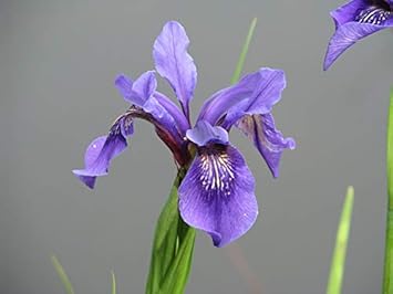 Bulleyana (Bulleyana scientific name) for planting in garden