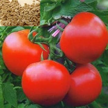 Fresh Tomato Seeds for Planting Red - heirloom & Non GMO Seeds
