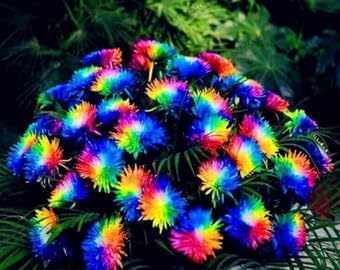 Crisantemos Flower Seeds for Planting – Organic, Heirloom, Non-GMO Chrysanthemum Seeds