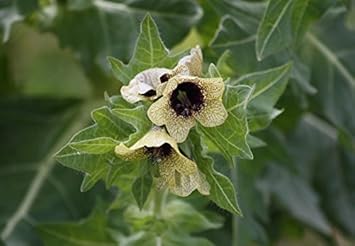 Cream Henbane Flower Seeds for Planting, 100 pcs