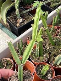 Heirloom Cissus Plant Seeds, Non-GMO, Fast-Growing Climber for Indoor or Outdoor Gardens