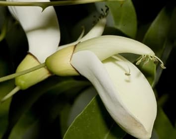 White Erythrina Crista Galli Flower Seeds for Planting - 100 Pcs pcs