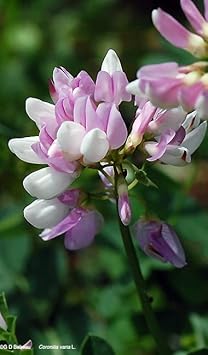 Purple Coronilla Flower Seeds for Planting - NON GMO Seeds
