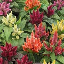 Pampas Flower Seeds for Planting - NON GMO Seeds