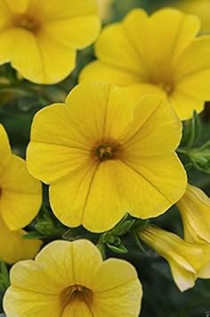 Yellow Calibrachoa Seeds for Planting â€“ Organic, Heirloom, Non-GMO Flower Seeds