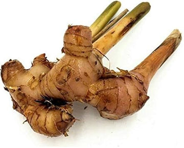 Perennial Ginger Seeds for Planting Light Brown Green NON GMO Seeds