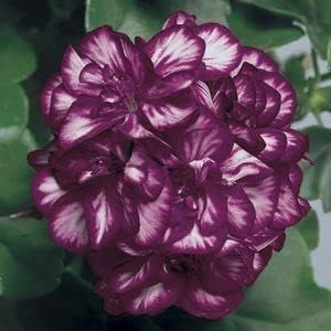 Heirloom Non-GMO Purple & White Geranium Flower Seeds – Bicolor Blooms for Planting