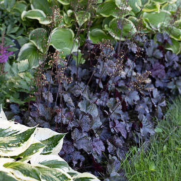 Black Obsidian Plant Seeds – Heirloom, Non-GMO Rare Garden Seeds for Easy Planting