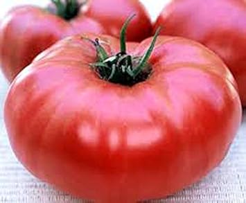 Red Giant Tomato Vegetable Seeds for Planting heirloom & Non-GMO Seeds