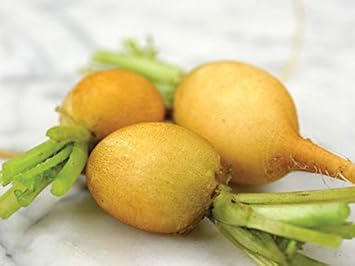 Radish Zlata Seeds for Planting - 100 Pcs pcs