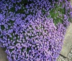 Aubrieta Cascade Flower Seeds for Planting â€“ NON GMO Seeds