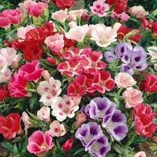 Godetia Flower Seeds for Planting 100 pcs