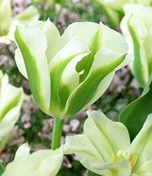Green Tulip Flower Seeds for Planting ƒ?? Heirloom, Non-GMO, Vibrant Garden Blooms