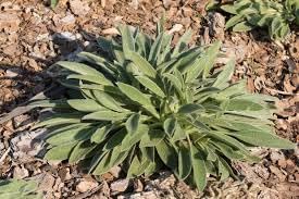 Heirloom Lamb's Ear Plant Seeds for Garden Planting, Non-GMO, Soft Silver Foliage for Borders