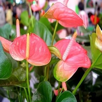 Heirloom Non-GMO Pink Anthurium Flower Seeds for Hydroponic Planting ƒ?? Exotic Tropical Blooms for planting in your garden.