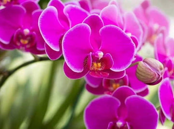Heirloom Non-GMO Thick Pink Orchid Flower Seeds for Garden Planting – Unique Exotic Bloom Seed