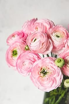 Ranunculus Baby Pink Flower Seeds – Heirloom Non-GMO Seeds for Garden Planting