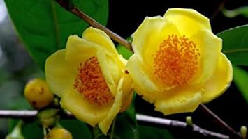 Camellia Flower Seeds for Garden Planting - NOM GMO Seeds