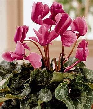 Pink Cyclamen Flower Seeds for Planting - 100 pcs