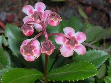 Red Chimaphila Flower Planting Seeds for Garden NON GMO Seeds