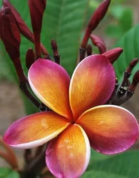 Purple Yellow Frangipani Flower Seeds – Heirloom Non-GMO Plumeria Seeds for Fragrant Gardens