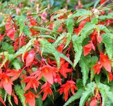 Boliviensis Flower Seeds for Planting - NON GMO Seeds