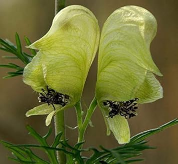 Light Green Aconitum Flower Seeds for Planting - 100 pcs