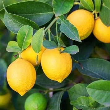 Yellow Lemon Fruit Seeds for Planting - Low-Acid & Refreshing Flavor