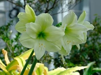 Green Hippeastrum Rutilum Flower Seeds ƒ?? Heirloom Non-GMO Amaryllis Blooms for Exotic Gardens