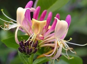 Heirloom Pink White Cape Honeysuckle Flower Seeds, Non-GMO Vibrant Blooms for Planting