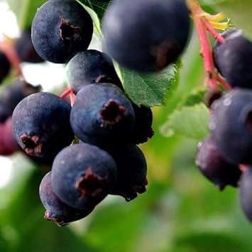 Black Tomato Seeds for Planting - 100 Pcs pcs