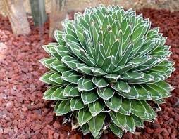 Victoriae Plant Seeds for Planting - 100 pcs