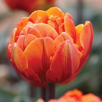 Orange Double Tulip Flower Seeds for Planting – Heirloom, Non-GMO Garden Seeds
