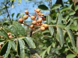 Brown Zanthoxylum Plant Seeds for Planting - 100 pcs