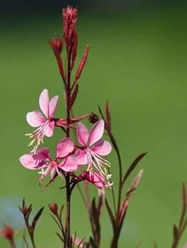 Pink Gaura Flower Seeds for Planting, Fresh, NON GMO Seeds seeds for planting in home garden