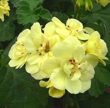 Light Yellow Geranium Heirloom Non-GMO Seeds for Planting