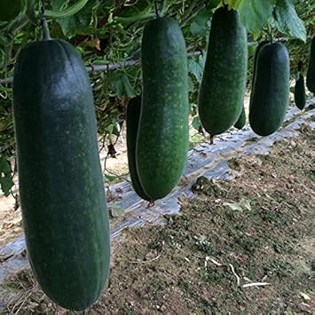 Super Big Winter Melon Seeds for Planting - heirloom & Non-GMO Seeds