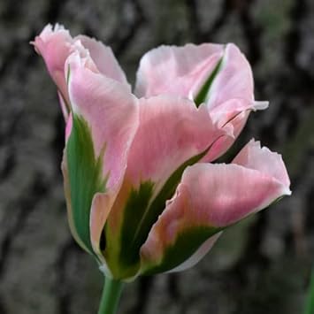Green Pink Tulip Flower Seeds for Planting – Heirloom, Non-GMO, Vibrant Blooms