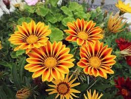 Giant Gazania Flower Seeds for Garden - NON GMO Seeds