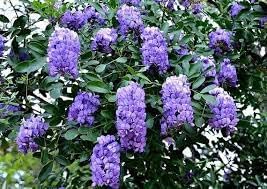 Heirloom Non-GMO Sophora Secundiflora Flower Seeds for Planting – Fragrant Blooms for Xeriscape Gardens