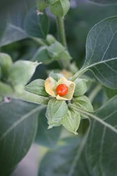 Orange Somnifera Plant Seeds for Planting - 100 pcs