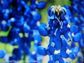Blue Bonnet Flower Seeds for Planting - 100 pcs