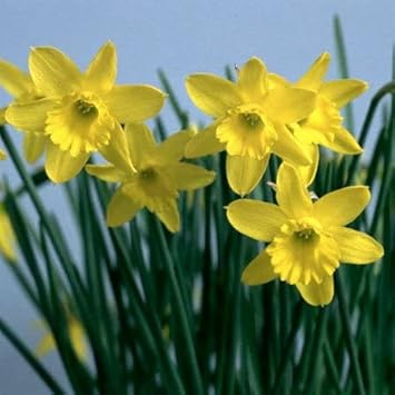 Light Yellow Narcissus Seeds for Planting, NON GMO Seeds