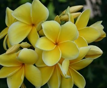 Light Yellow Frangipani Flower Seeds – Heirloom Non-GMO Plumeria Seeds for Tropical Garden Blooms