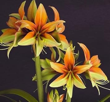 Orange-Green Hippeastrum Flower Seeds – Heirloom Non-GMO Amaryllis Seeds for Tropical Garden Color