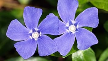 Blue Vinca Periwinkle Plant Seeds for Planting Non-GMO Heirloom Garden Seeds for Home and Outdoor Growing