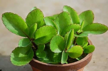 Bryophyllum Pinnatum Plant Seeds for Planting â€“ NON GMO Seeds