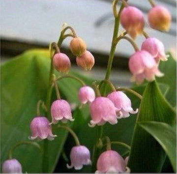 White Purple Bell Orchid Flower Seeds for Planting - NON GMO Seeds