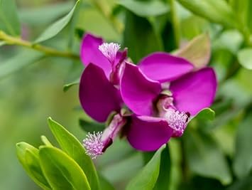 Polygala Myrtifolia Flower Seeds for Planting - NON GMO Seeds